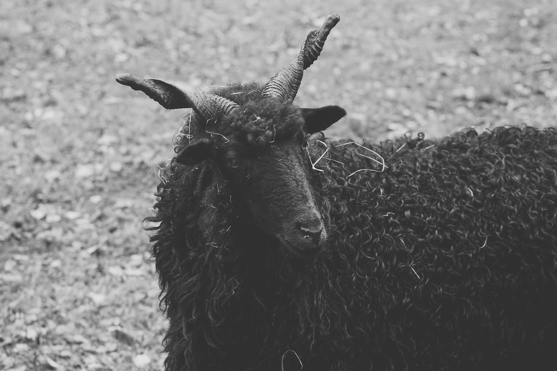 Black-and-white portrait of a horned black sheep with a curly fleece